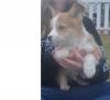 Puppies for sale Denmark, Aalborg , Welsh Corgi Pembroke