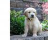 Puppies for sale Sweden, Lidkoping Golden Retriever