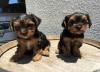 Puppies for sale Cyprus, Ayia Napa Yorkshire Terrier