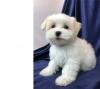Puppies for sale Denmark, Aalborg Maltese