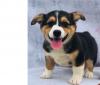 Puppies for sale Denmark, Odense , Pembroke Welsh Corgi