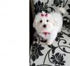 Puppies for sale Denmark, Odense Maltese