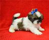 Puppies for sale Netherlands, Rotterdam Lhasa Apso