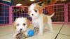 Puppies for sale Sweden, Kalmar Other breed