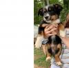 Puppies for sale Denmark, Aarhus Australian Shepherd