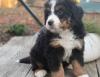 Puppies for sale Netherlands, Amsterdam Bernese Mountain Dog