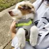 Puppies for sale Luxembourg, Luxembourg Australian Shepherd