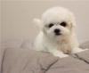 Puppies for sale Netherlands, Petten Bichon