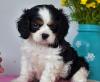 Puppies for sale Netherlands, Arnhem , Cavalier King Charles Spaniel