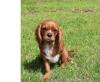 Puppies for sale Netherlands, Borne , Cavalier King Charles Spaniel