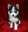 Puppies for sale Finland, Rovaniemi , Pomsky