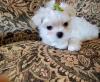 Puppies for sale Denmark, Aalborg Maltese