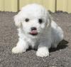 Puppies for sale Cyprus, Nicosia Bichon