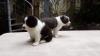 Puppies for sale Sweden, Kalmar Border Collie