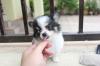 Puppies for sale Cyprus, Nicosia Chihuahua