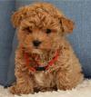 Puppies for sale Czech Republic, Prague Maltese