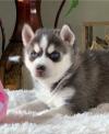 Puppies for sale Finland, Pori , Siberian Husky