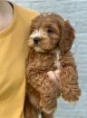Puppies for sale Spain, Salamanca , Cockapoo