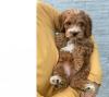 Puppies for sale Netherlands, Dordrecht , Cockapoo