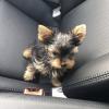 Puppies for sale Denmark, Odense Yorkshire Terrier
