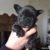 Puppies for sale Cyprus, Limassol French Bulldog