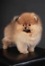 Puppies for sale Denmark, Odense Pomeranian Spitz