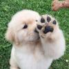 Puppies for sale Denmark, Kopenagen Golden Retriever