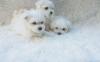 Puppies for sale Netherlands, Arnhem Maltese
