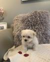Puppies for sale Hungary, Budapest Maltese