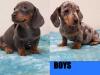 Puppies for sale Denmark, Kopenagen Dachshund