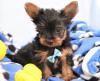 Puppies for sale Cyprus, Nicosia Yorkshire Terrier