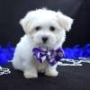 Puppies for sale Cyprus, Nicosia Maltese