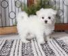 Puppies for sale Netherlands, Groningen Maltese