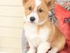 Puppies for sale Spain, Barcelona , Welsh Corgi Pembroke