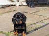 Puppies for sale Germany, Berlin Dachshund