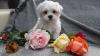 Puppies for sale Germany, Dortmund Maltese