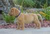 Puppies for sale France, Paris Other breed, Dogue De Bordeaux Dogs