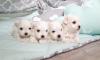 Puppies for sale Lithuania, Ionava Maltese