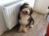 Puppies for sale Spain, Seville Bernese Mountain Dog
