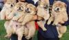 Puppies for sale Czech Republic, Prague Chow Chow