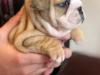 Puppies for sale Denmark, Aarhus English Bulldog