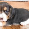 Puppies for sale Ireland, Dublin Beagle, Puppies