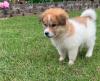 Puppies for sale Spain, Madrid , Great Pyrenees