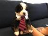Puppies for sale Malta, Valletta Bernese Mountain Dog