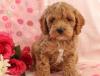 Puppies for sale Netherlands, Tilburg , Cockapoo