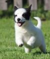 Puppies for sale France, Paris , Alaskan Klee Kai