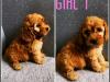 Puppies for sale France, Paris Other breed, Cockapoo