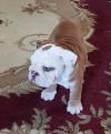 Puppies for sale Greece, Thessaloniki English Bulldog