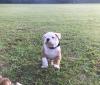 Puppies for sale Czech Republic, Brno English Bulldog
