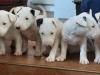 Puppies for sale Germany, Stuttgart Bull Terrier